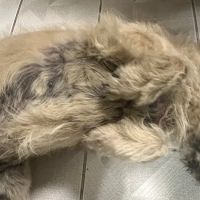 New Prague Animal Care ico