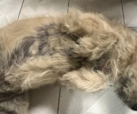New Prague Animal Care