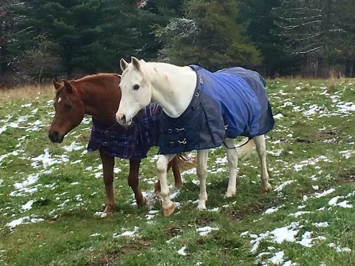 Serenity Veterinary Acupuncture LLC Picture 1