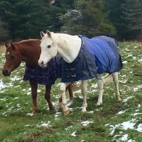 Serenity Veterinary Acupuncture LLC ico