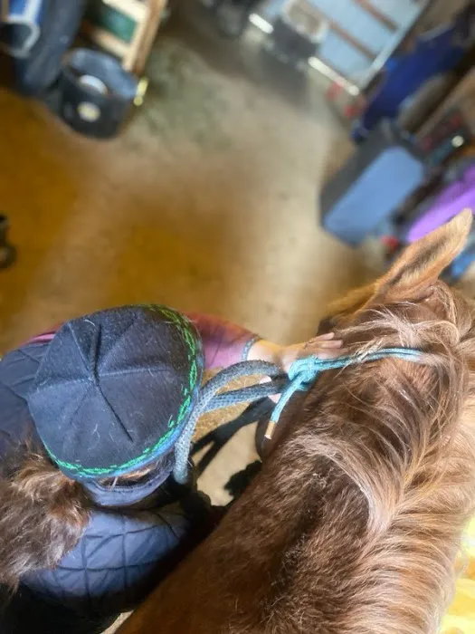 Serenity Veterinary Acupuncture LLC Picture 4