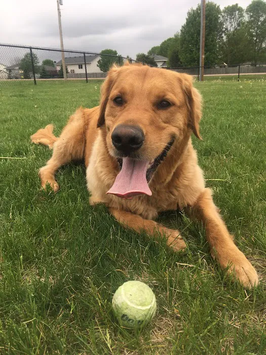 Serenity Veterinary Acupuncture LLC Picture 3