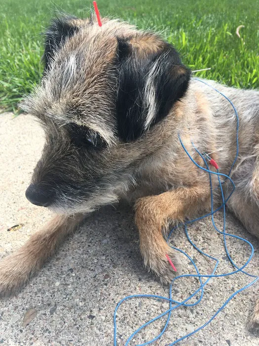 Serenity Veterinary Acupuncture LLC Picture 7