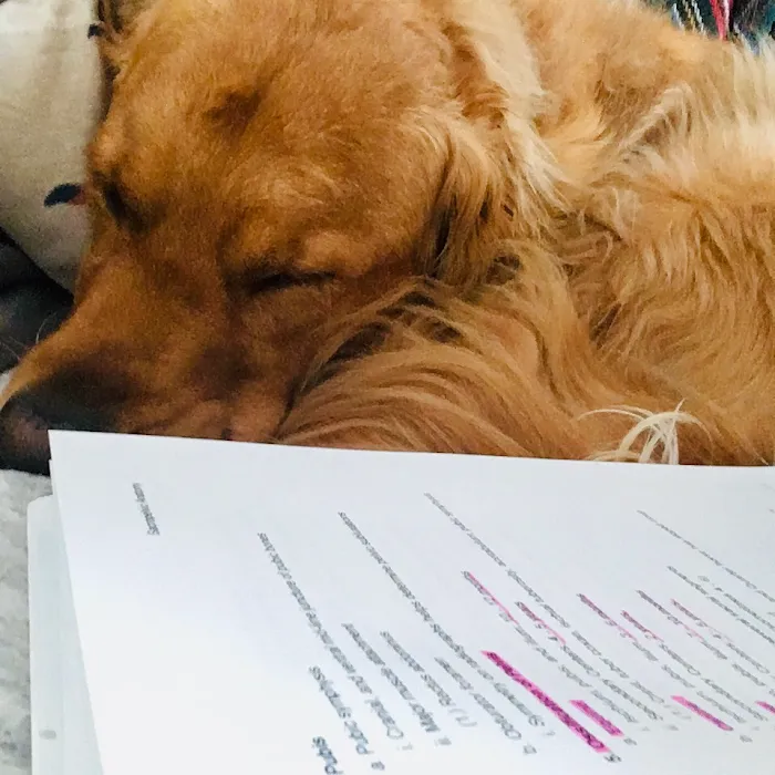 Serenity Veterinary Acupuncture LLC Picture 8