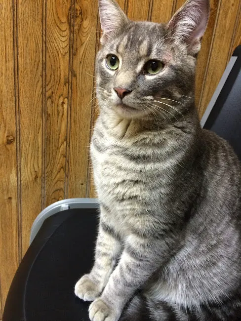 Jordan Veterinary Clinic Picture 8
