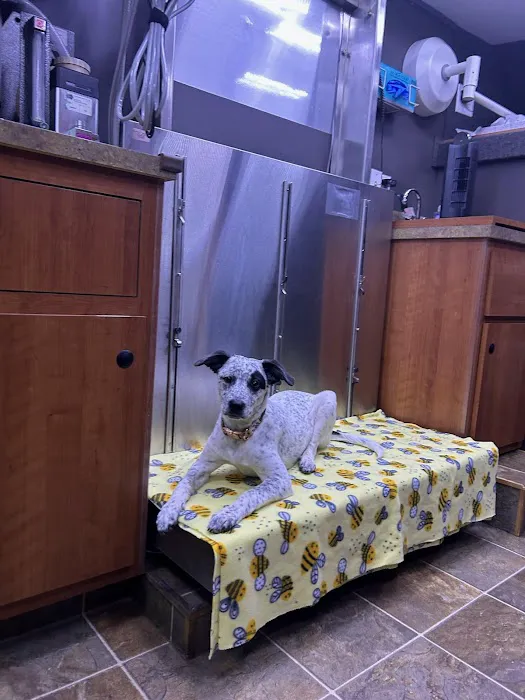 Elite Pawz Veterinary Clinic Picture 5