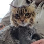 Elite Pawz Veterinary Clinic