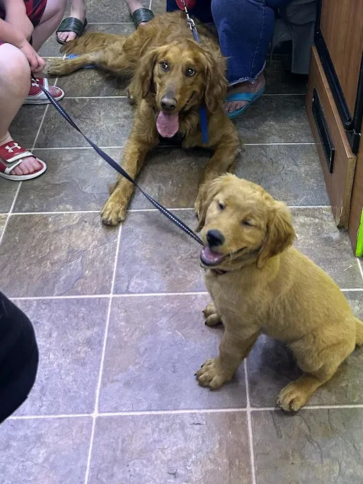 Elite Pawz Veterinary Clinic Picture 9