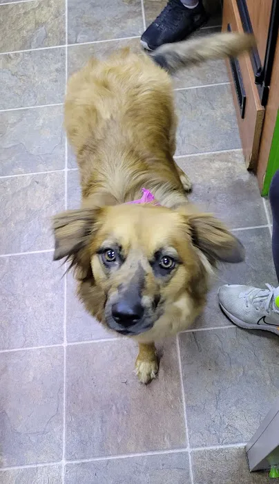 Elite Pawz Veterinary Clinic Picture 7
