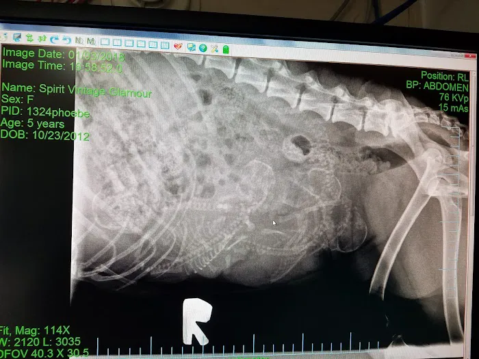 Pet Stop Veterinary Clinic Picture 1