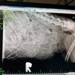 Pet Stop Veterinary Clinic
