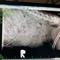 Pet Stop Veterinary Clinic ico