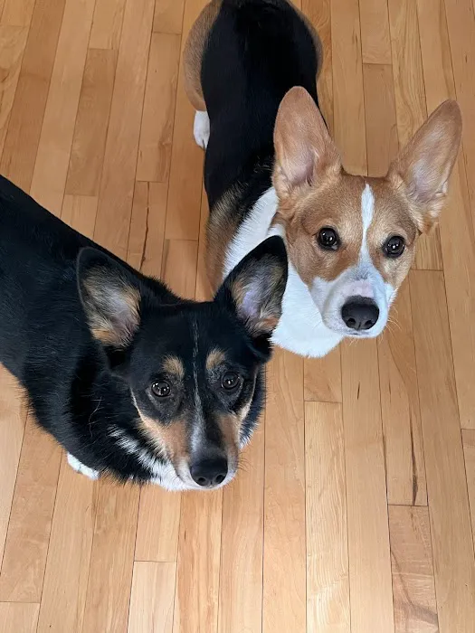 Pet Stop Veterinary Clinic Picture 3