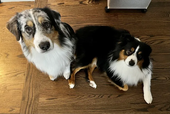 Pet Stop Veterinary Clinic Picture 2