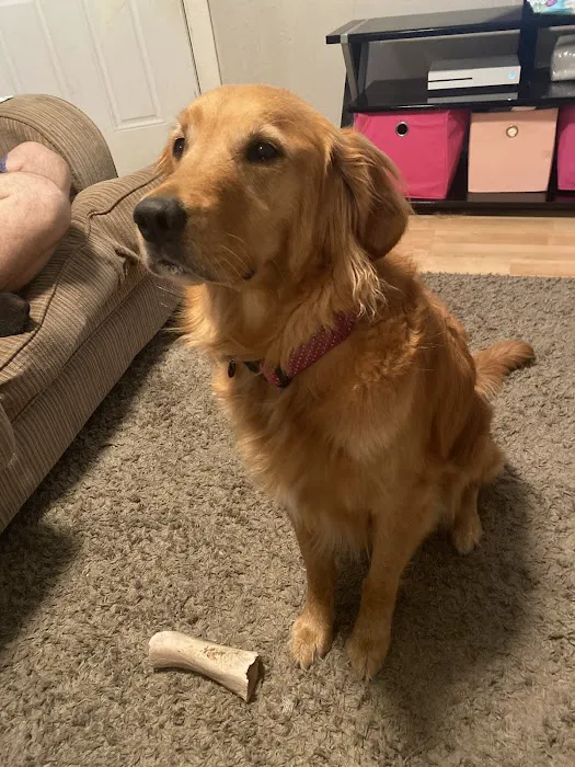 Pet Stop Veterinary Clinic Picture 4