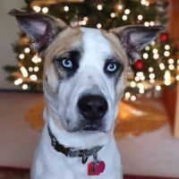 Magnusson Veterinary Services ico