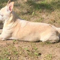 Interstate Veterinary Hospital ico