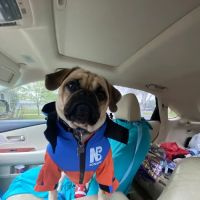 Northwest Wisconsin Veterinary Services ico