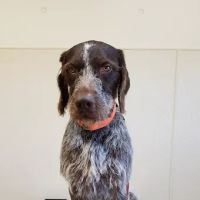 East Central Veterinarians ico