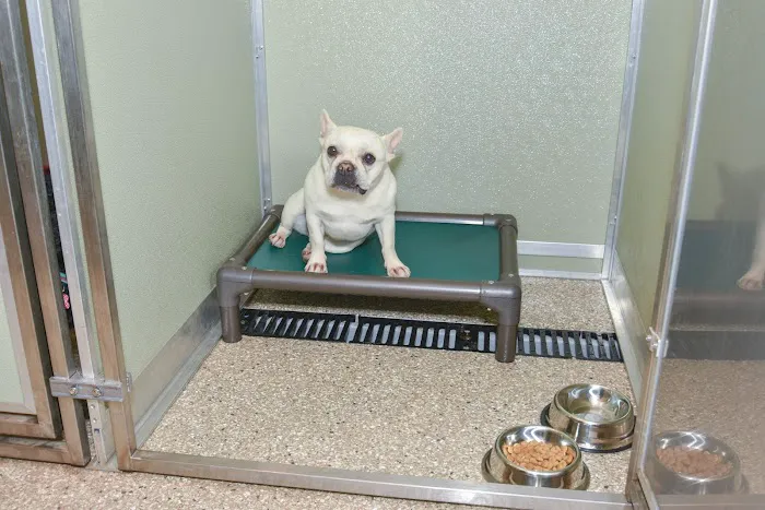 ZimmVet Picture 3