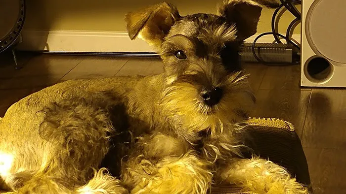 All Pets Veterinary Hospital & Equine Service - Dr. Joel Ihnen Picture 2