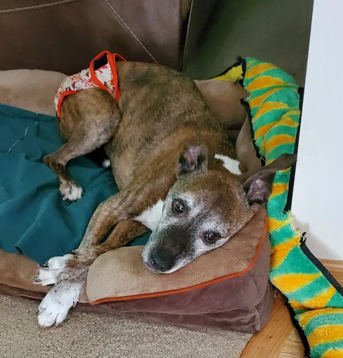 All Pets Veterinary Hospital & Equine Service - Dr. Joel Ihnen Picture 5