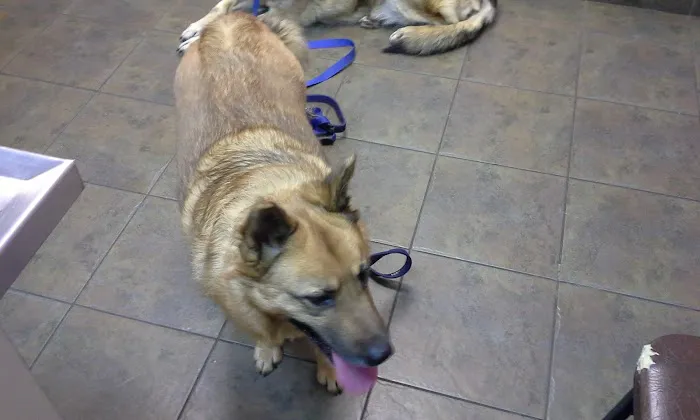 All Pets Veterinary Hospital & Equine Service - Dr. Joel Ihnen Picture 1