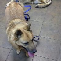 All Pets Veterinary Hospital & Equine Service - Dr. Joel Ihnen ico