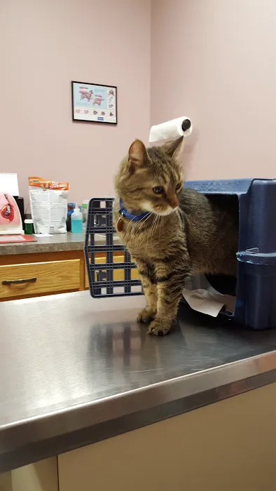 All Pets Veterinary Hospital & Equine Service - Dr. Joel Ihnen Picture 3