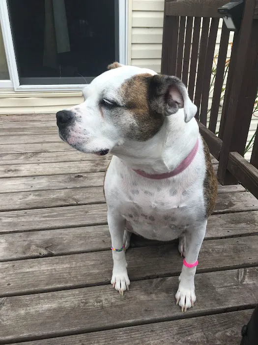 All Pets Veterinary Hospital & Equine Service - Dr. Joel Ihnen Picture 10