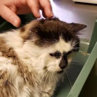 All Pets Vet Hospital & Equine Services ico