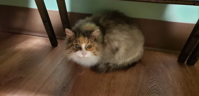 All Pets Vet Hospital & Equine Services Picture 2