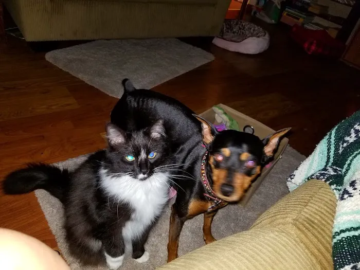 All Pets Vet Hospital & Equine Services Picture 3