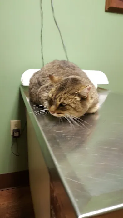 All Pets Vet Hospital & Equine Services Picture 6