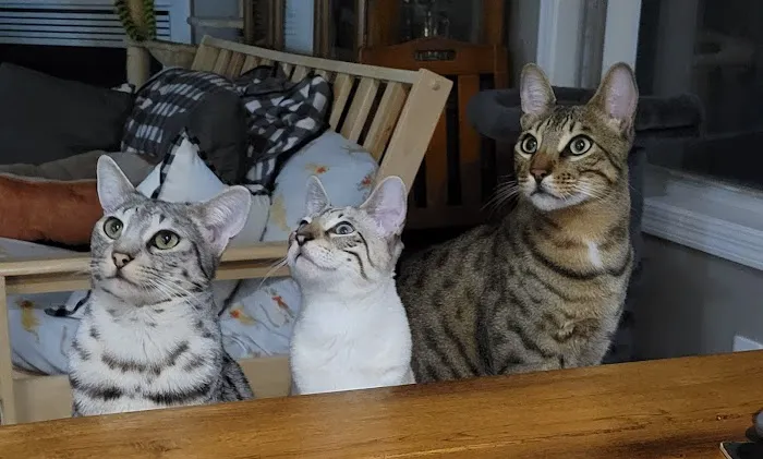 All Pets Vet Hospital & Equine Services Picture 4