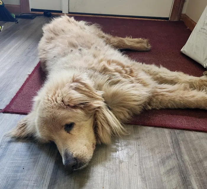 All Pets Vet Hospital & Equine Services Picture 7