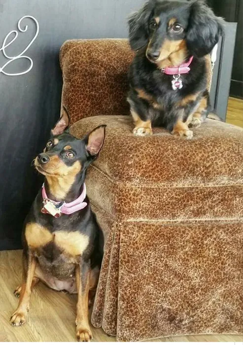 All Pets Vet Hospital & Equine Services Picture 10