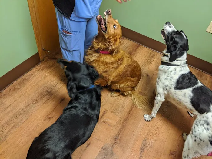 All Pets Vet Hospital & Equine Services Picture 8