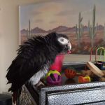 Animal & Exotic Wellness Center