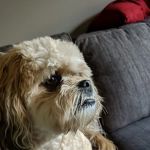 Barrington Oaks Veterinary Hospital