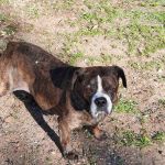 Kivisto Veterinary Clinic LLC