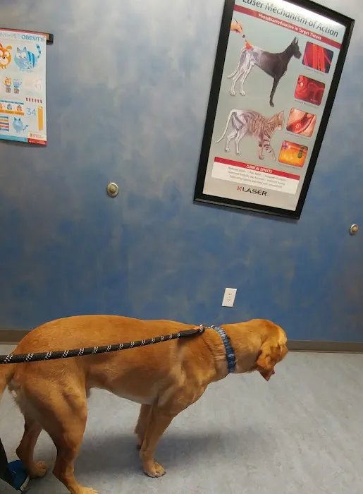 Kivisto Veterinary Clinic LLC Picture 4