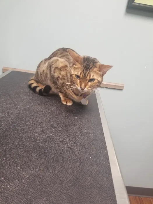 Barrington Oaks North Animal Clinic Picture 1