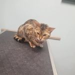 Barrington Oaks North Animal Clinic