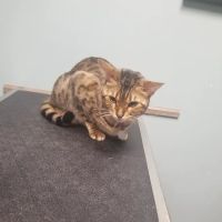 Barrington Oaks North Animal Clinic ico