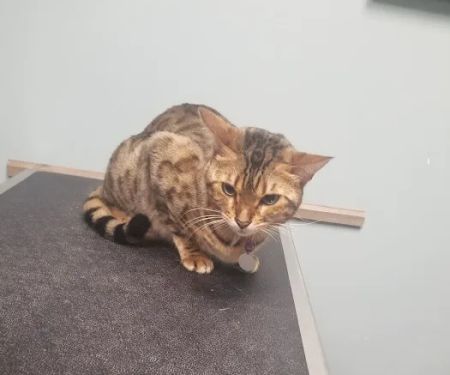 Barrington Oaks North Animal Clinic