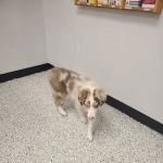 Glencoe Veterinary Clinic