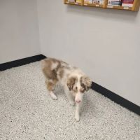 Glencoe Veterinary Clinic ico