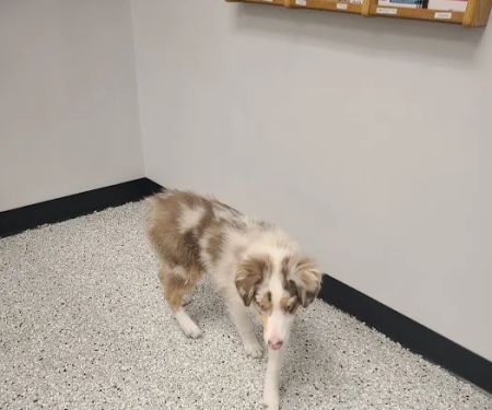 Glencoe Veterinary Clinic