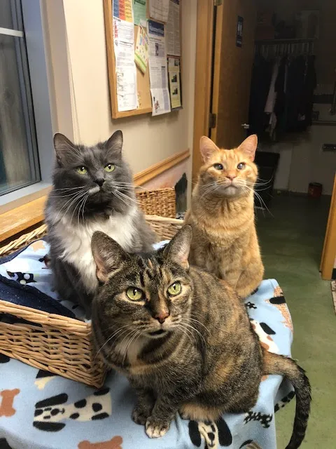 Belle Plaine Animal Hospital Picture 5